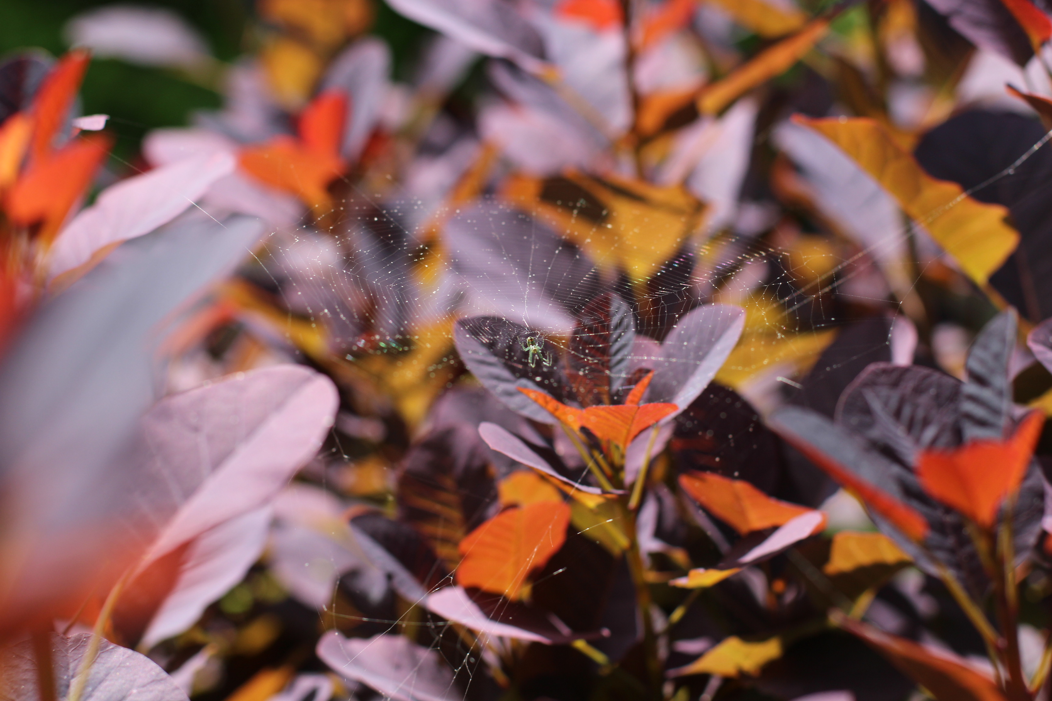 This image has an empty alt attribute; its file name is img_1606.jpg